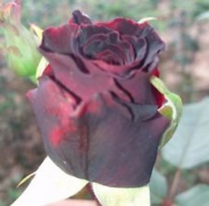 POT BLACK (miniature)